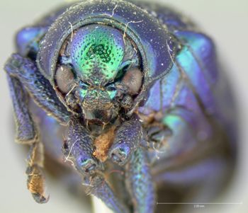 Media type: image; Entomology 17291   Aspect: head frontal view